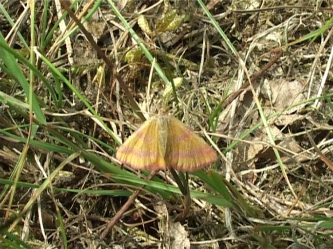 Ampfer-Purpurspanner ( Lythria cruentaria ) : Brüggen, Brachter Wald, 24.06.2006